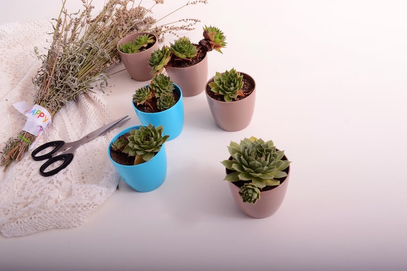 Indoor Herb Pots